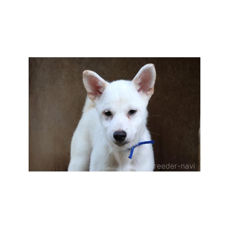 販売中の和歌山県の柴犬-407381